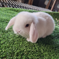 Arietini nani conigli