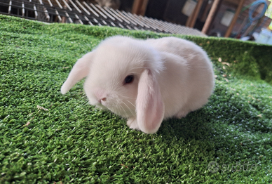 Arietini nani conigli