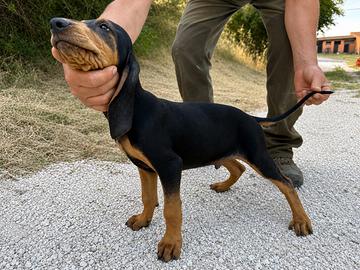Segugio nero focato
