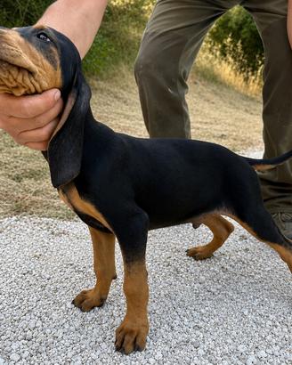 Segugio nero focato