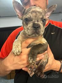 Cucciolo di bulldog francese