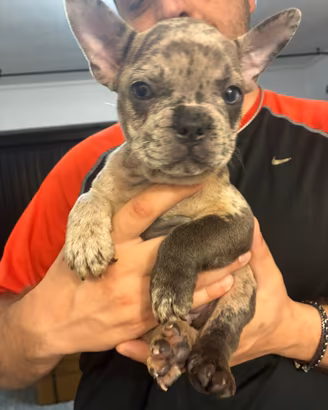 Cucciolo di bulldog francese