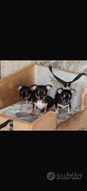 Chihuahua cuccioli