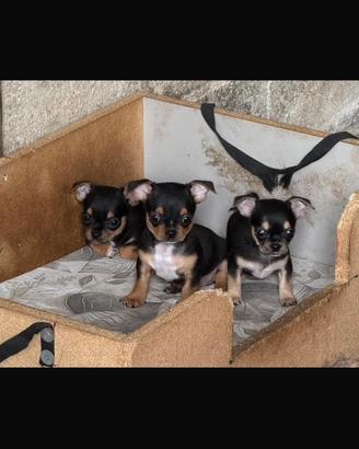 Chihuahua cuccioli