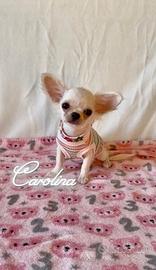 Chihuahua femmina a pelo lungo con pedigree enci