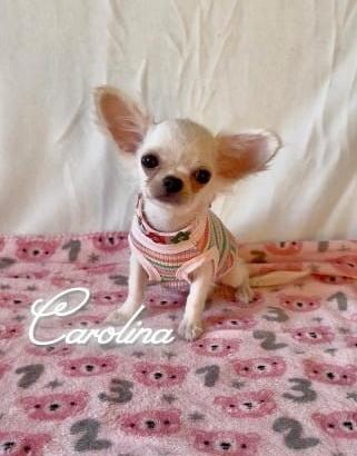 Chihuahua femmina a pelo lungo con pedigree enci