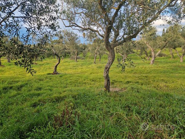 Olivetto la landrigga.leggi descrizione