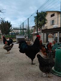 Gallo Australorp