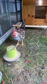 Gallo Millefiori
