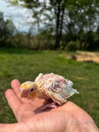 Calopsite allevata a mano