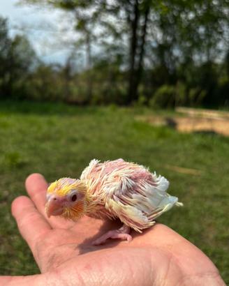 Calopsite allevata a mano