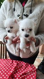 Cuccioli chihuahua maltese