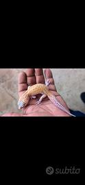 Geco leopardino femmina