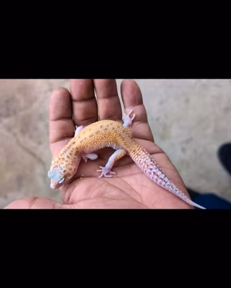 Geco leopardino femmina