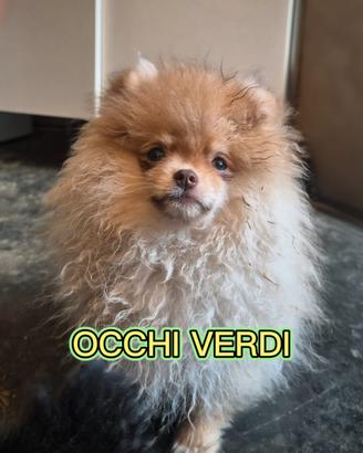 Splendidi volpini di Pomerania - spitz tedesco