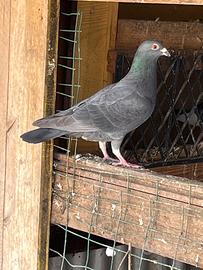 Piccioni viaggiatori