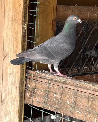 Piccioni viaggiatori