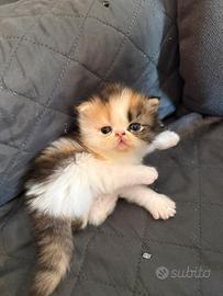 Gatti persiani