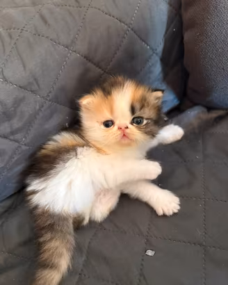 Gatti persiani