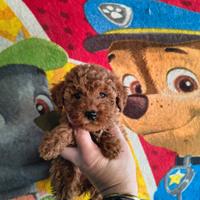 Barboncino mini toy red maschio e femmina