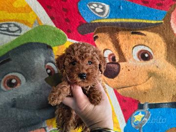 Barboncino mini toy red maschio e femmina