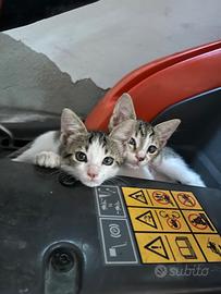 Gattini 2 mesi