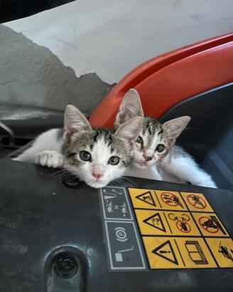 Gattini 2 mesi