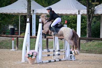 Pony da salto