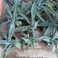 piante di aloe 