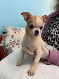 Cucciolo di chihuahua