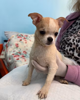 Cucciolo di chihuahua