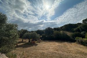 Località Enas lotto edificabile