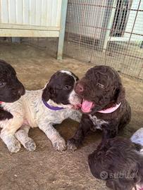 Cuccioli di Lagotto Romagnolo con pedigree