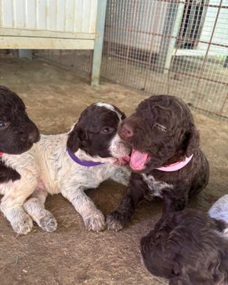 Cuccioli di Lagotto Romagnolo con pedigree