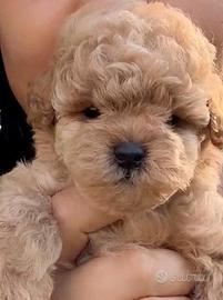 cuccioli di barboncino 