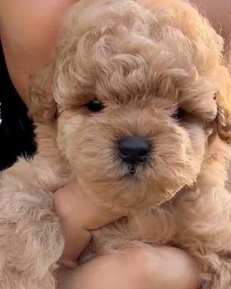 cuccioli di barboncino 
