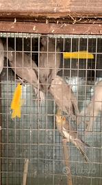 Calopsite Maschi e Femmine