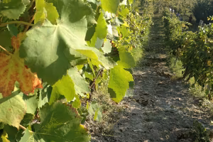 Vigneto zona Ovada