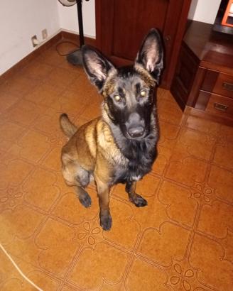 Pastore belga MALINOIS TAGLIA GRANDE