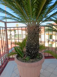 Cycas 60cm