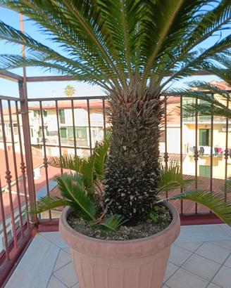 Cycas 60cm