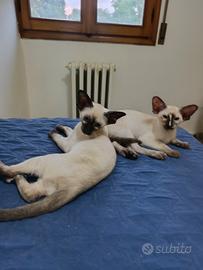 Cucciola siamese
