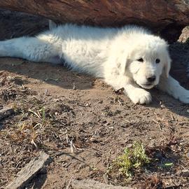 Pastore maremmano abruzzese