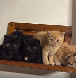 Cuccioli persiani pelo lungo ed esotici