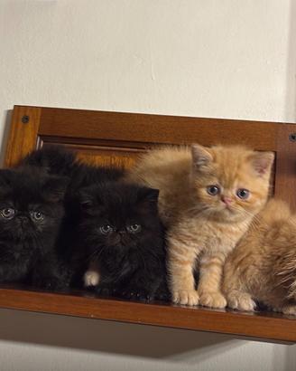Cuccioli persiani pelo lungo ed esotici