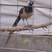 Fagiano dorato e lady