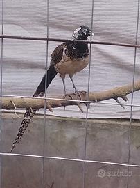 Fagiano dorato e lady