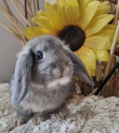 Coniglio Ariete maschio