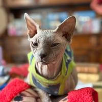 Sphynx disponibile per monta-elegante e affettuoso