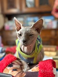 Sphynx disponibile per monta-elegante e affettuoso
